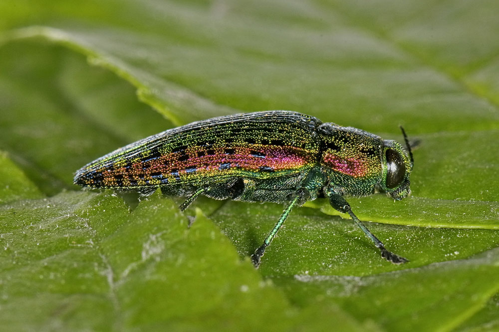 Lamprodila decipiens, Buprestidae